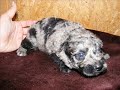 Irhaberki E litter 2 weeks old