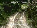 Queixadas (Tayassu pecari)