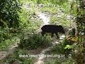 Queixadas (Tayassu pecari)