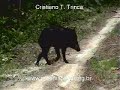 Queixadas (Tayassu pecari)