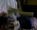 trop marrant le chat