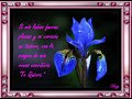 siempre te amare sonia