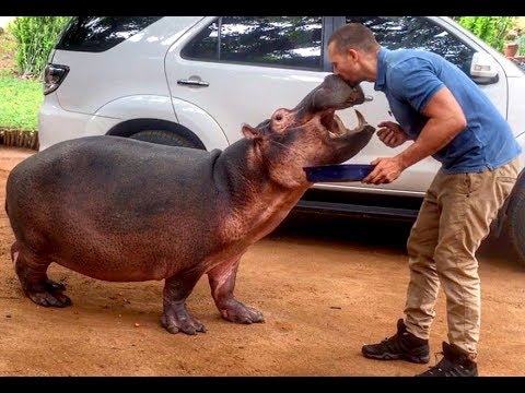 Top Billing explores Limpopo & meets Jessica the hippo