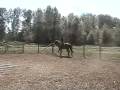 Thoroughbred Mare Sale Pending