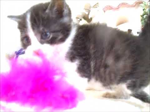 YouTube Preview Image