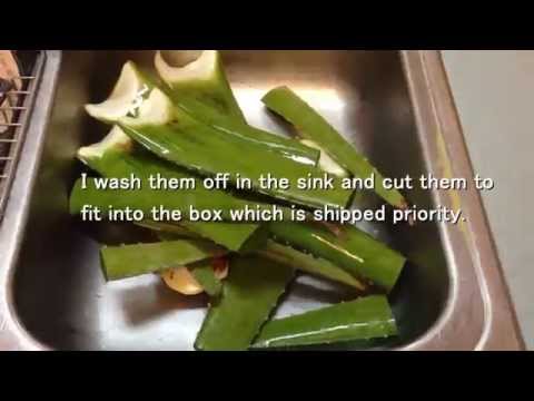 how to harvest aloe vera