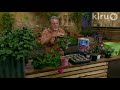 John Dromgoole divides plants: Central Texas Gardener John Dromgoole divides plants: Central Texas Gardener