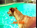 quien-movio-mi-queso-.html