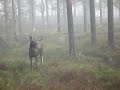 the-poaching-preacher.html