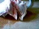 Dissection de poumons de mouton