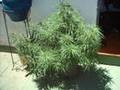 De Marihuana A hachis
