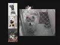 Pet Overpopulation