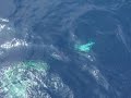 Tuna fishing
