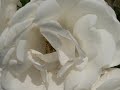 mendelssohn   wedding march theme for organ