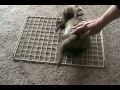 Lavasoft's AdAware Ferret Removal Software