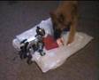 AIBO attacked by a dog