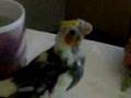 Baby Cockatiel Being Hand Fed After Abandoned By Parents