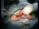 dokter sadis dokter sadis