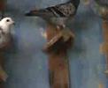 le pigeon voyageur