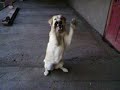 Tara pidiendo el hueso Tara pidiendo el hueso