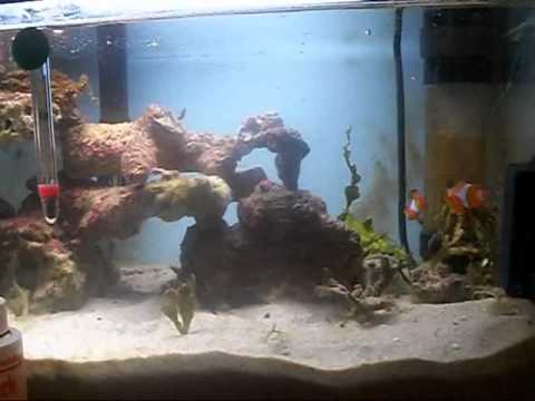 how to cure ich fast