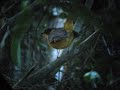 Chorister Robin Chat