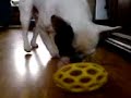 Franse buldog