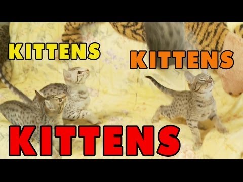 Kittens, Kittens and Kittens! - Episode 5