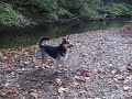 Emmett barking for stick