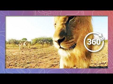 Lion in 360 4K - Close-up (Wildlife and Nature 2018) - YouTube