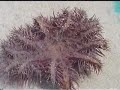 Crown of Thorns Starfish of Sulawesi Crown of Thorns Starfish of Sulawesi