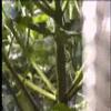 ready set grow part 5 of 7 updated