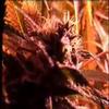 ready set grow part 5 of 7 updated