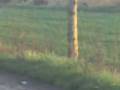 videos de Esplosione bomba a barbariga xD