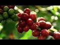 Douwe Egberts Pre Roll
