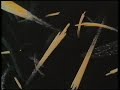 Oriental Nightfish - Linda McCartney & Wings Oriental Nightfish - Linda McCartney & Wings