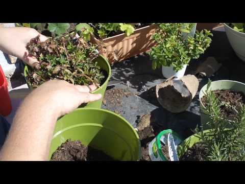 how to transplant mint into a pot