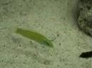 Halichoeres chloropterus
