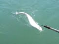 Fishing Seajay Poole 40lb conger eel