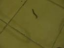 scolo