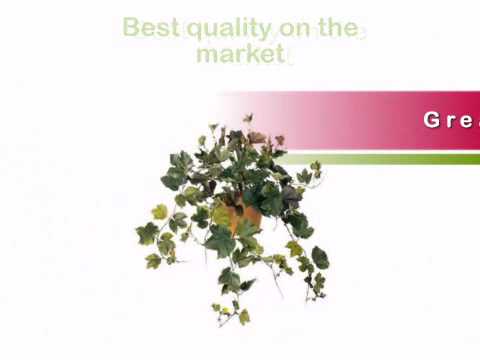 how to transplant boston ivy