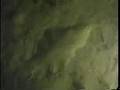 Flounder Gigging