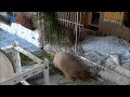 Prairie dog おまめちゃんに興味のない大豆君！