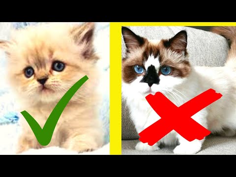 Himalayan Cat - How can you tell if you have a Himalayan cat?