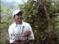 YACON - PROBLEMA DE ZUCAR -DIETA - REJUVENECEDOR - MEDICINAL