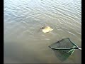 Come guadinare il pesce correttamente Come guadinare il pesce correttamente