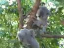 Two Koalas seem to have a slight disagreement at the Koala Park at Pennant Hills, Sydney.