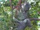 Koala Fight !!!