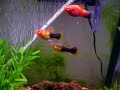 platy