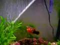 platy